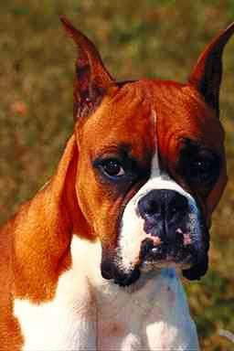 Boxer Dog-face closeup.jpg