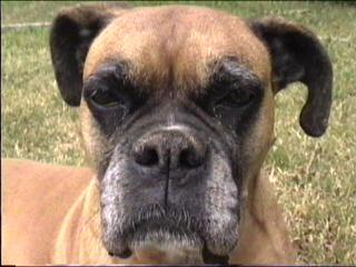 Boxer Dog Brandy Face CloseUp1.jpg