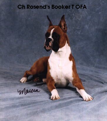 Boxer Dog Sitting.jpg