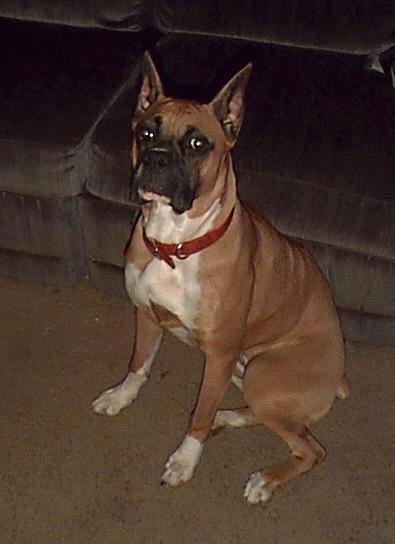 Cleo-a Boxer Dog.jpg