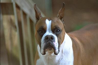 dog-Trucker-Boxer face closeup.jpg