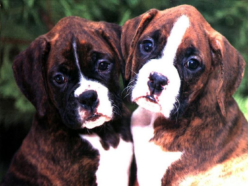 Ds-Chiot 007-Boxer Dog puppies-closeup.jpg