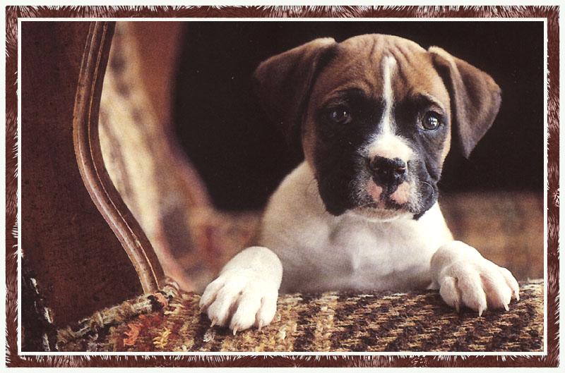 KsW-Boxer Pup-04-closeup of Dog puppy.jpg