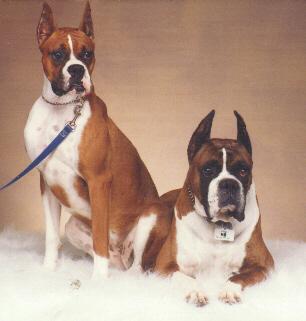 lauridog-2 Boxers-Dogs Posing.jpg