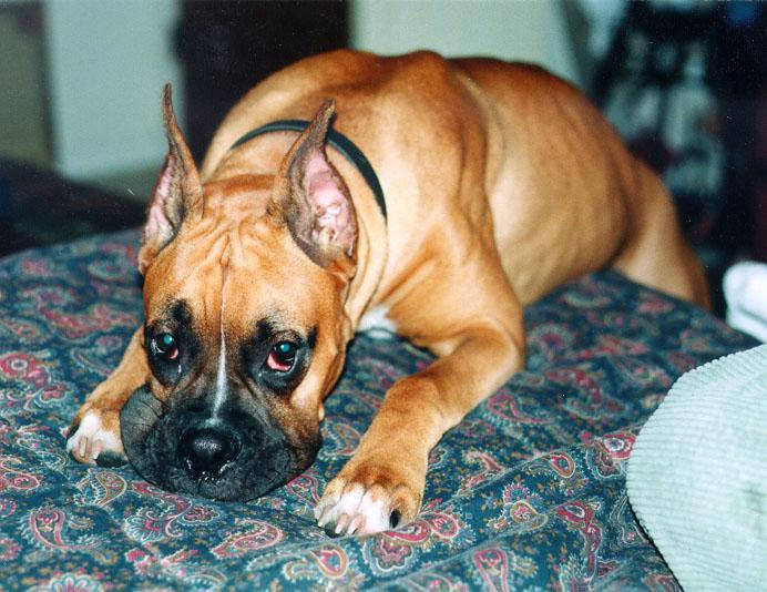 Pup on bed-Jackson Boxer Dog-Puppy.jpg