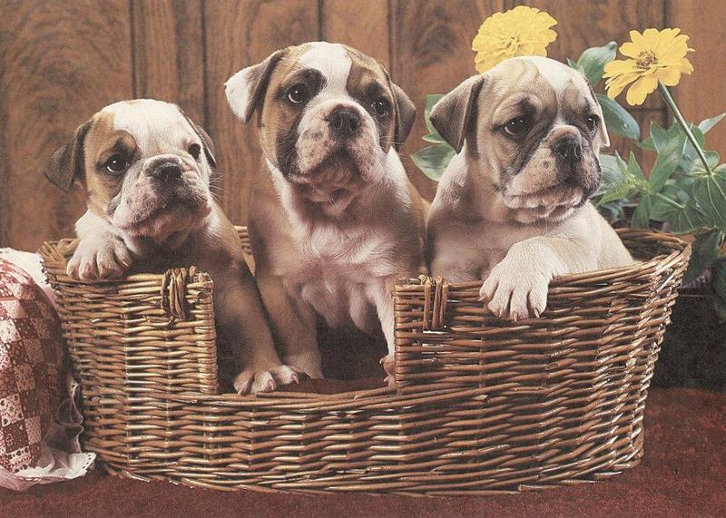 06-puppy-pals-calendar-1987-Jun-Bulldogs graylady.jpg