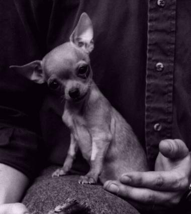 Chihuahua2 Dog.jpg