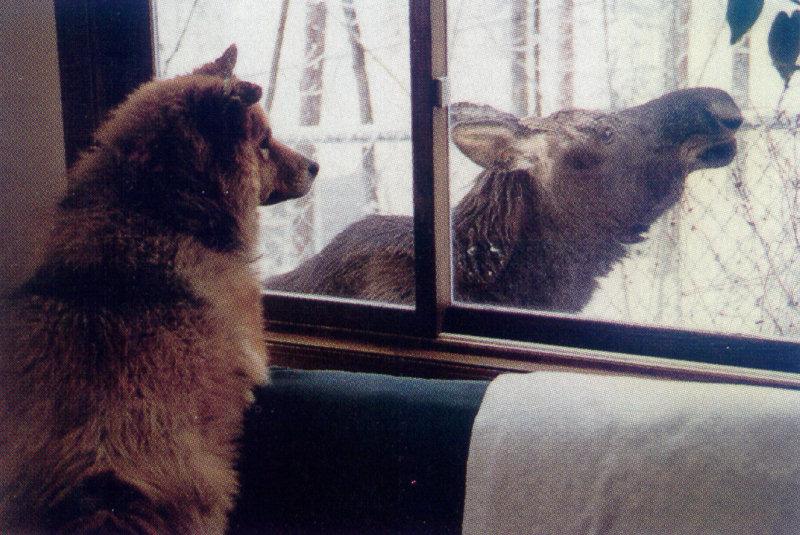 lj ChowChow Meets Moose.jpg