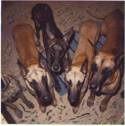 5 dogs-Great Danes-closeup.jpg