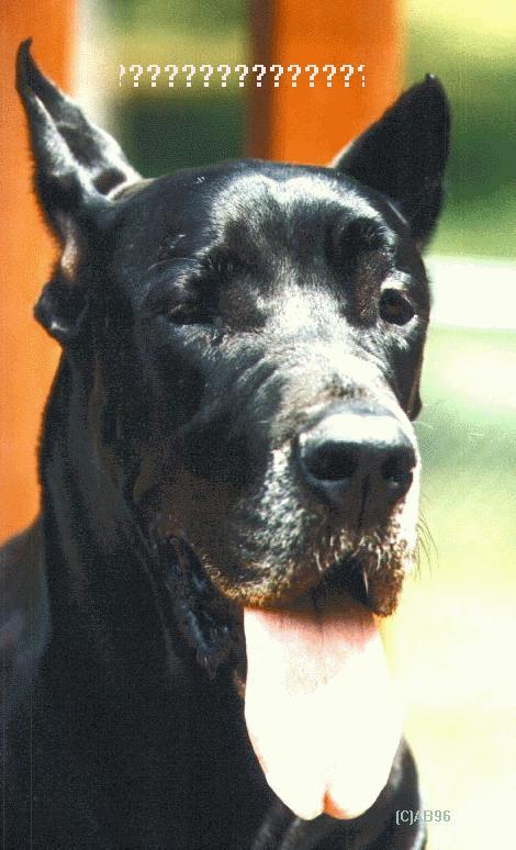 dog Face-mrsberth-Black Great Dane.jpg