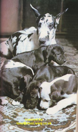 dog-Great Danes-mom n puppies.jpg