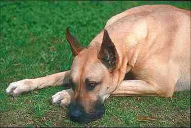 Great Dane-Dog resting on grass.jpg