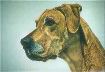 Hund 1-Great Dane-Dog face closeup.jpg