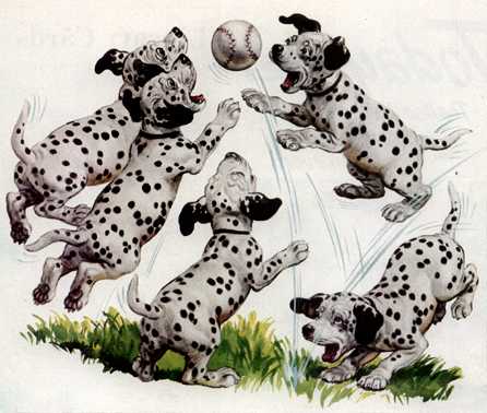 anmpt369-Dalmatian Pups-animation-playing with a ball.jpg