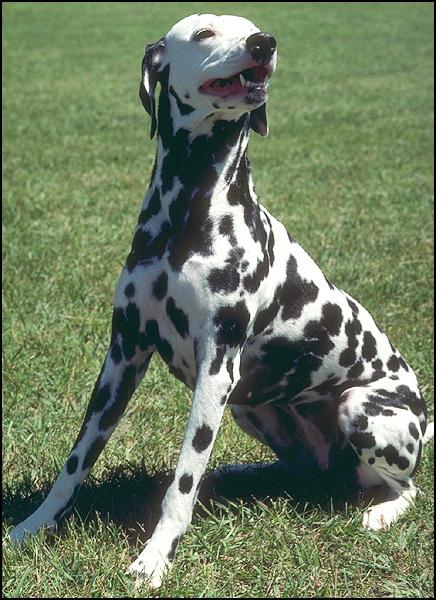 Dalmatian Dog 247035.jpg