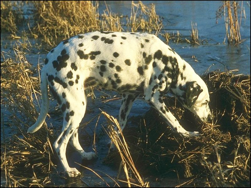 Dalmatian Dog 247071.jpg