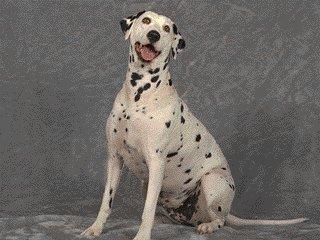Dalmatian Dog-1-Sitting.jpg