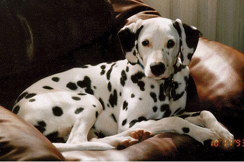 Dalmatian Dog-Benny Puppy.jpg