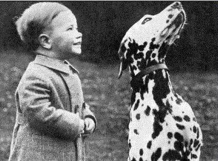 Dalmatian Dog-dal01.jpg