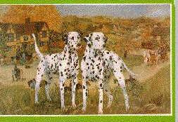 Dalmatian Dog-dal03.jpg