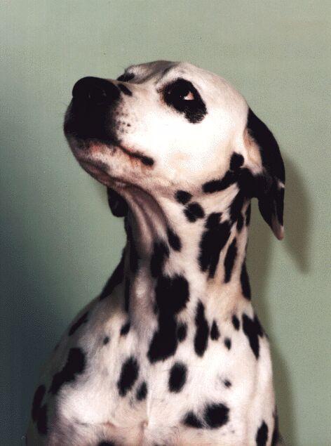 Dalmatian Dog-Punky-a.jpg