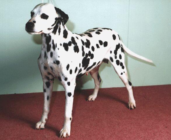 Dalmatian Dog-Punky-h.jpg