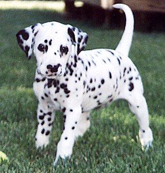 Dalmatian Dog-Puppy-Tache2.jpg