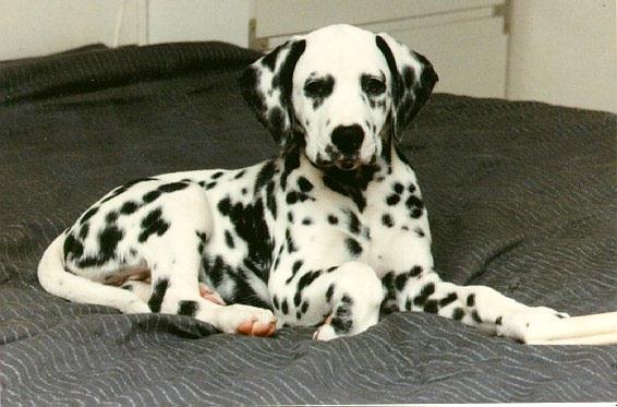 Dalmatian Dog-Seka.jpg