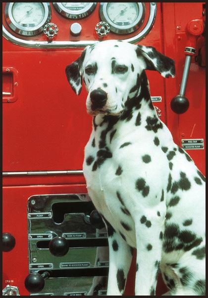 Dalmation Dog 01-Stting in front of Fire Engine.JPG