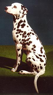 DOG Dalmatian.jpg