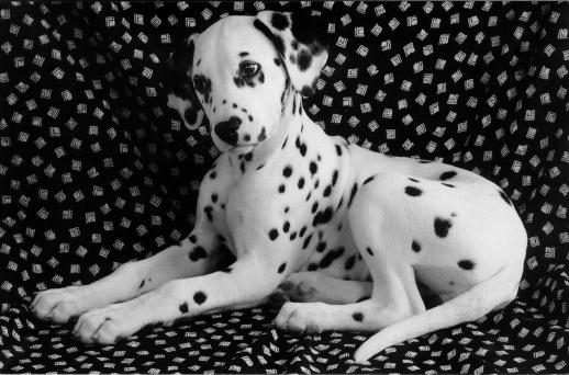 dog-Dalmatian-Dalbw.jpg