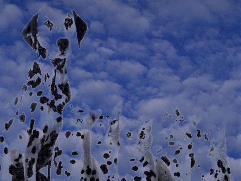 Dog Sky2-Transparent Dalmatians.jpg