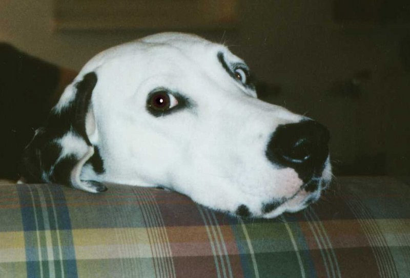 Samba-Dalmatian Dog-leaning on sofa-face closeup.jpg