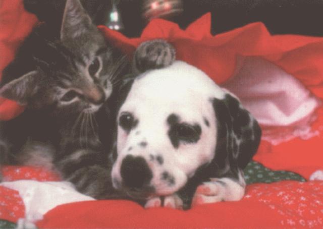 xmas1-Dalmatian Dog and House Cat Kitten.jpg