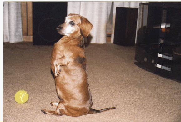 Sitting Snitty-Dachshund Dog-standing.jpg