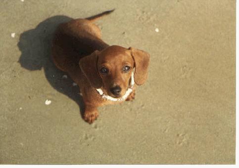 Snitty pup-Dachshund Dog-puppy on beach.jpg