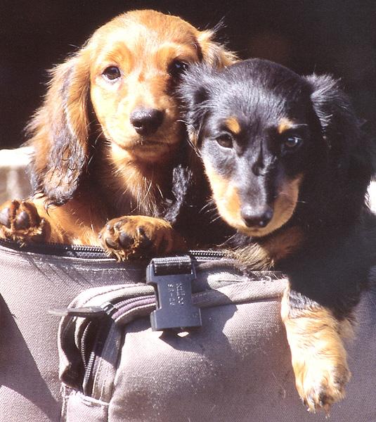 zfox dachshund puppies 03.jpg
