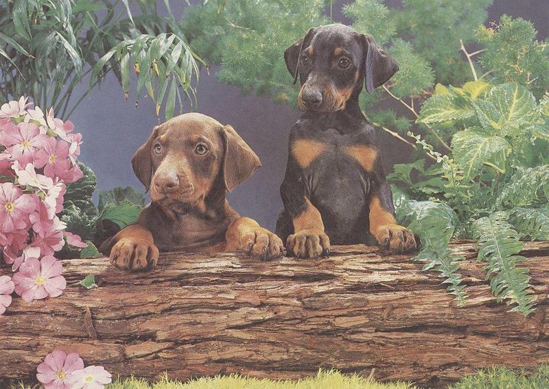07-puppy-pals-calendar-1987-Jul-Doberman-Pinschers graylady.jpg