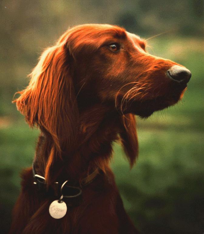 Dog-Red Setter-Copper.jpg