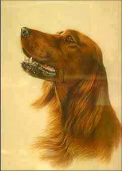 Hund 2-Irish Setter-Dog portrait-painting.jpg