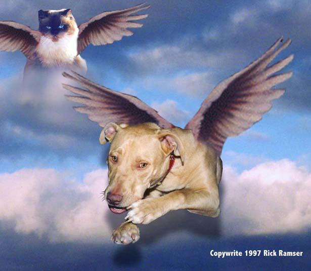 Olie angel-Winged Dog and Himalayan Cat.jpg