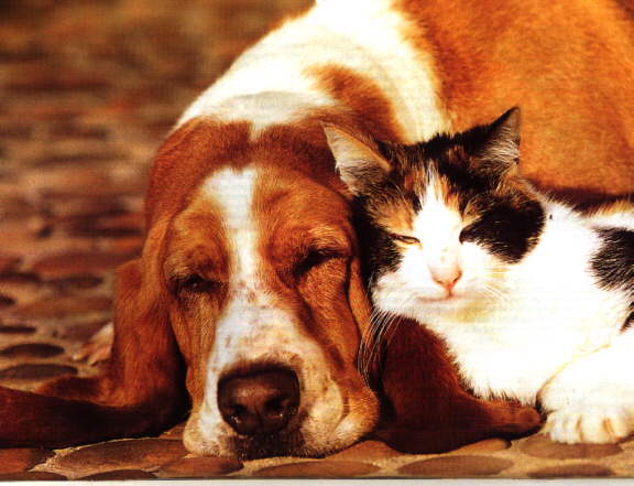 Sleeping Basset Dog and Cat-Puppy Love.jpg