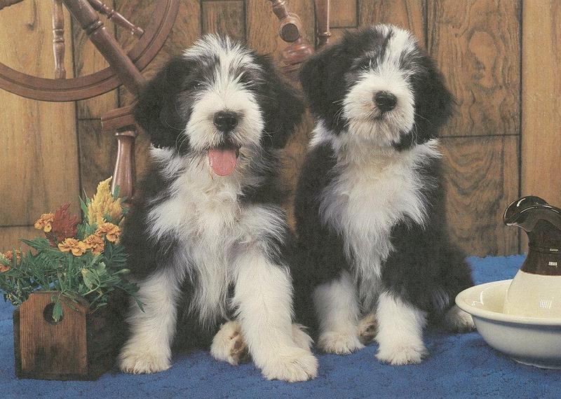 09-puppy-pals-calendar-1987-Sep-Bearded-Collies graylady.jpg