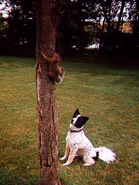 Border Collie-and-Gray Squirrel-82493 11.jpg