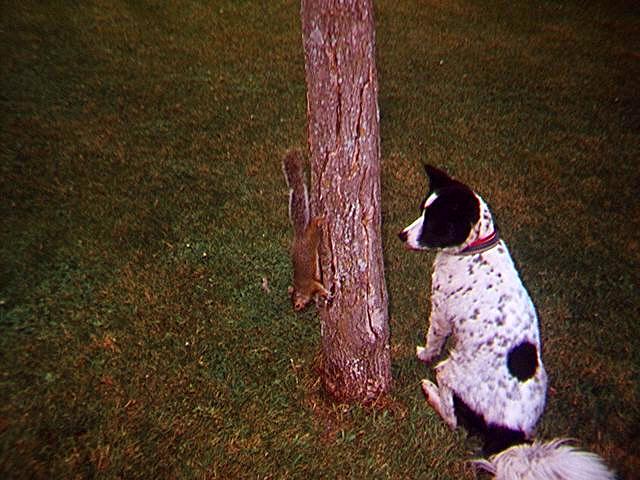Border Collie-and-Gray Squirrel-sqrl dog.jpg