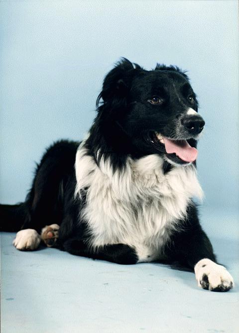 Border Collie Dog-Muter-Portrait.jpg