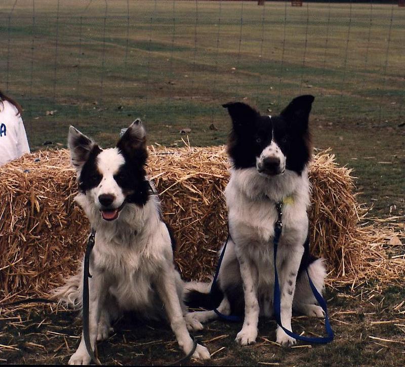Border Collies Dogs-Stel and Shane-In Cage.jpg