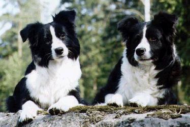 Border Collies-2 Dogs-Sitting on rock.jpg