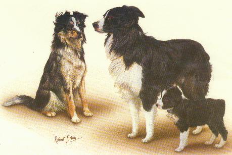 Painting-Border Collie Family-Dogs.jpg