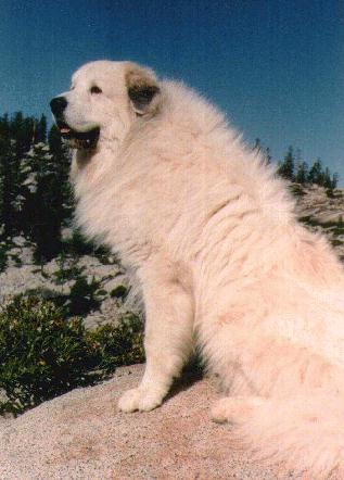 PYRENEES-Great Pyrenees Mountain Dogs.jpg